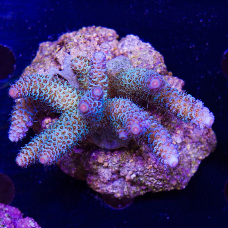 newcoral1420b - 85+ New WYSIWYG Acros at Cherry Corals!